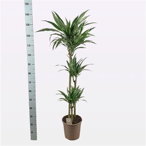 Dra De Warneckei 90-60-30 Cm
