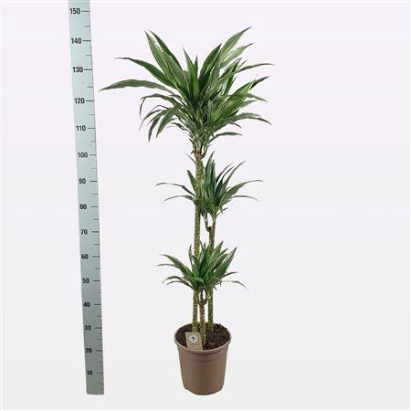 <h4>Dra De Warneckei 90-60-30 Cm</h4>