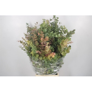 Euc Cinerea Autumn Per Bunch 300 Gram