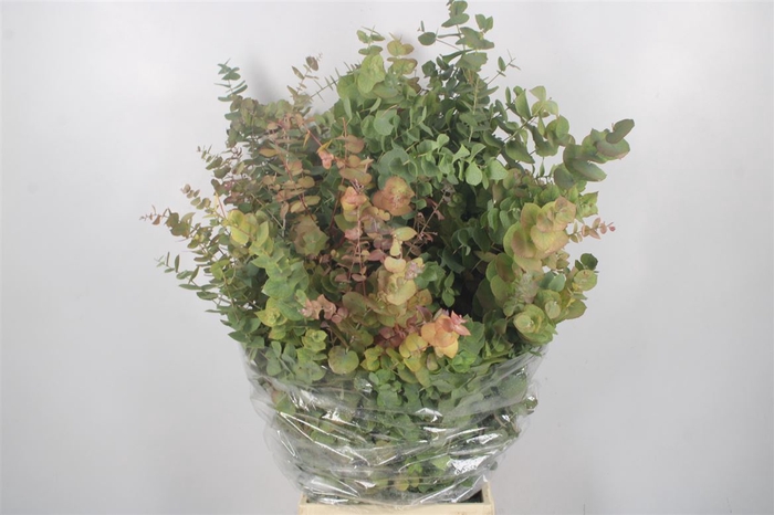<h4>Euc Cinerea Autumn Per Bunch 300 Gram</h4>