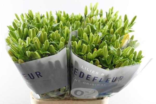 <h4>Li La Sunny Day (geel/oranje)</h4>