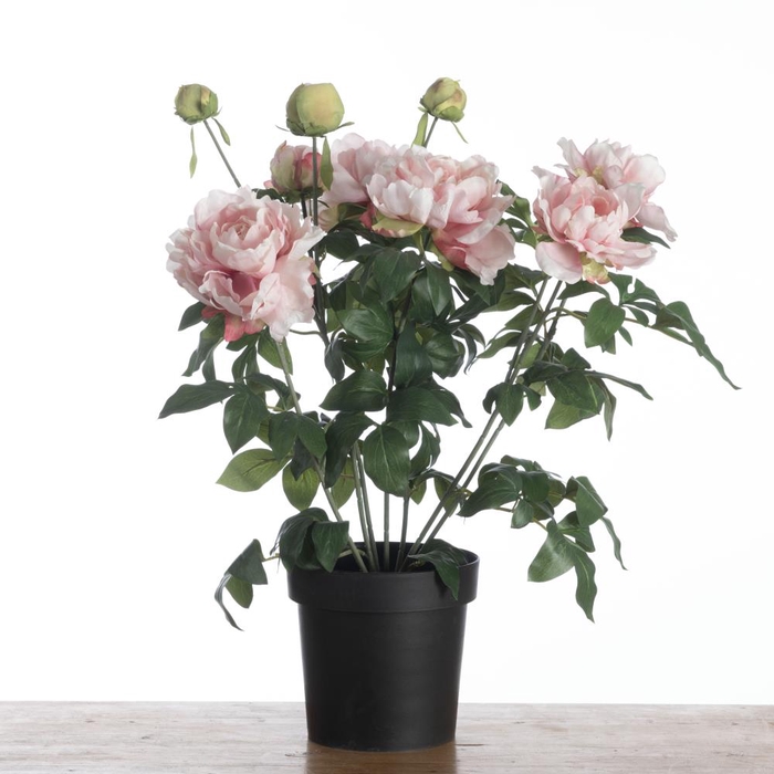 <h4>Af Paeonia X11 Pot H74cm Pink</h4>