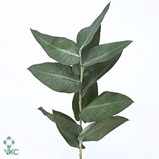 <h4>EUC. ROBUSTA</h4>