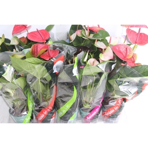 ANTHURIUM VARIADO P12