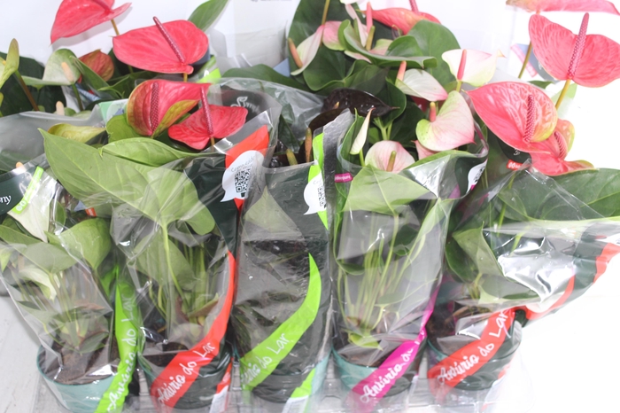 <h4>ANTHURIUM VARIADO P12</h4>