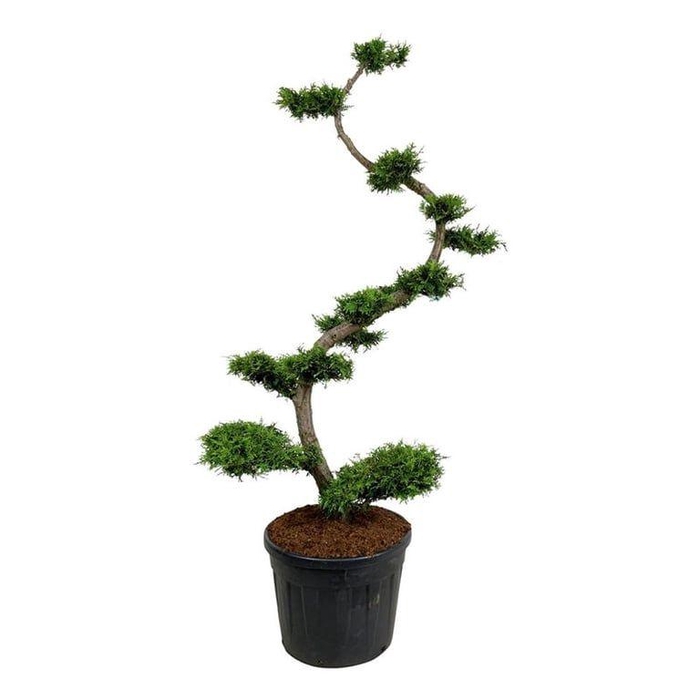<h4>Thuja occ. 'Brabant'</h4>