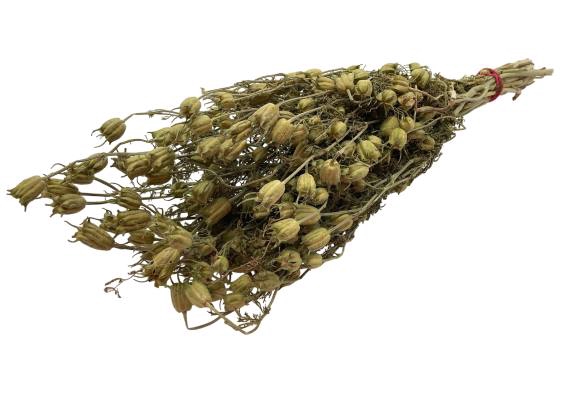 Bunch Nigella Wild L55