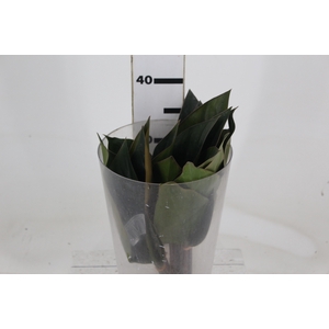 FOLHAGEM PHILODENDRON ROJO CONGO 050 CM
