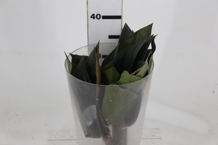 <h4>FOLHAGEM PHILODENDRON ROJO CONGO 050 CM</h4>