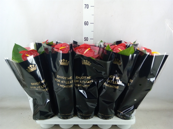 <h4>Anthurium andr. 'Royal Champion'</h4>
