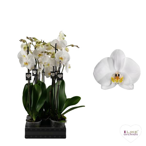 <h4>Phal 2-tak Cambridge</h4>