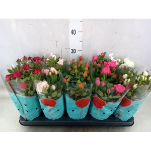 Rosa  'Star Roses'   ...mix 4