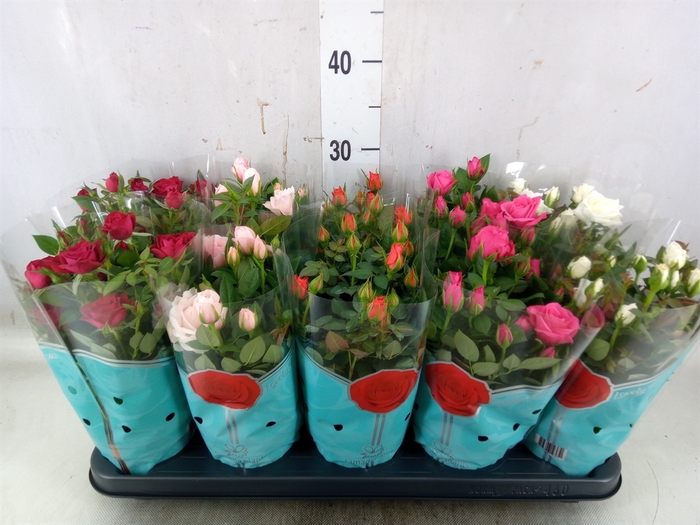 <h4>Rosa  'Star Roses'   ...mix 4</h4>