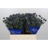 Eryngium Blue Dynamite