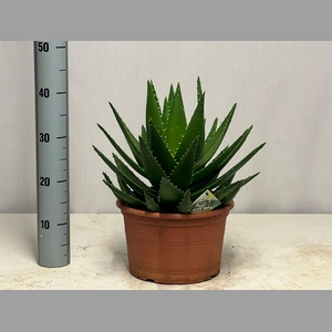 ALOE PERFOLIATA