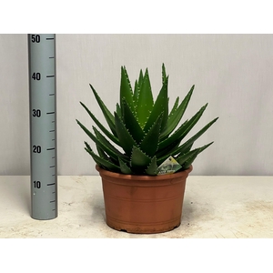ALOE PERFOLIATA
