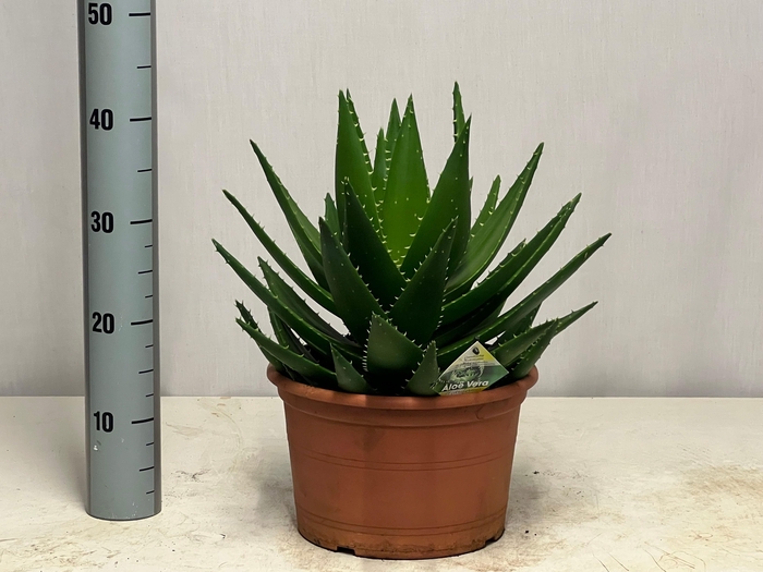 <h4>ALOE PERFOLIATA</h4>