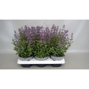 Nepeta faassenii
