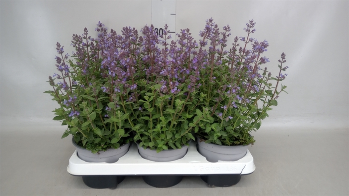 <h4>Nepeta faassenii</h4>