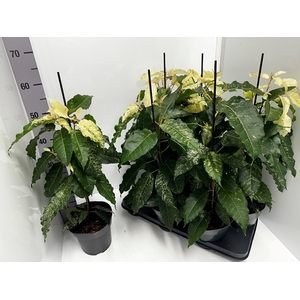 Ficus aspera 17Ø 65cm