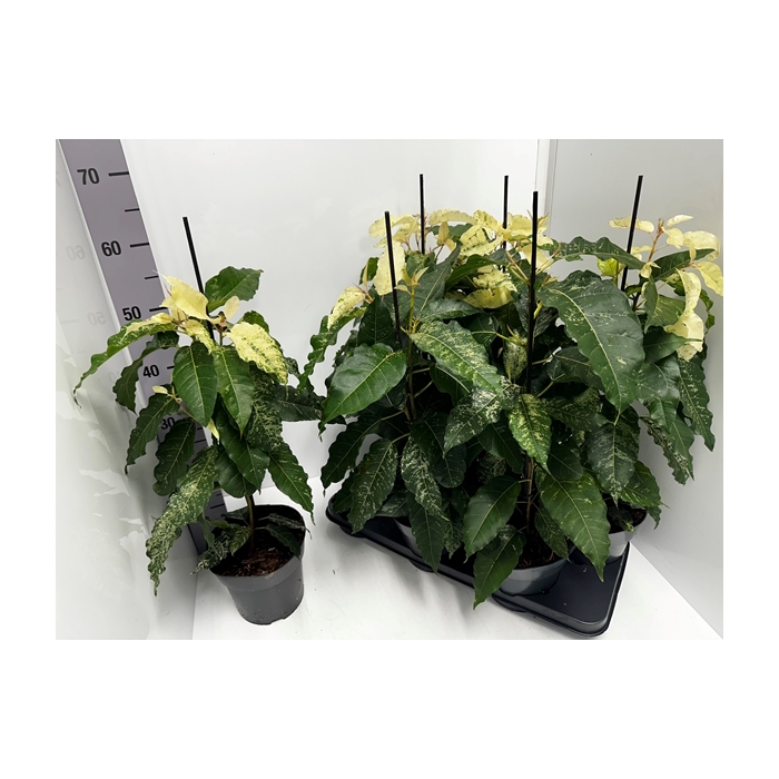 <h4>Ficus aspera 17Ø 65cm</h4>