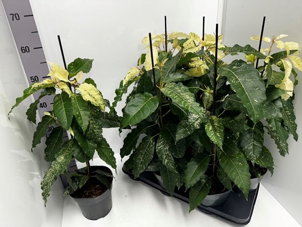 Ficus aspera 17Ø 65cm