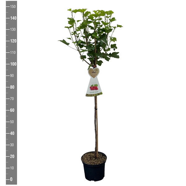 <h4>Ribes r. Rood Jonkheer van Tets stam 90 cm (rode bes)</h4>