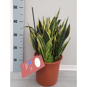 Sansevieria trifa.   ...