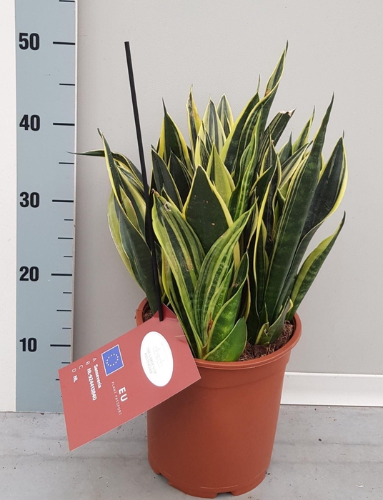 <h4>Sansevieria trifa. ...</h4>