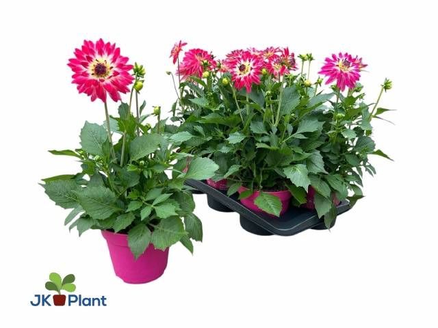 <h4>DAHL HYPNO PINK</h4>
