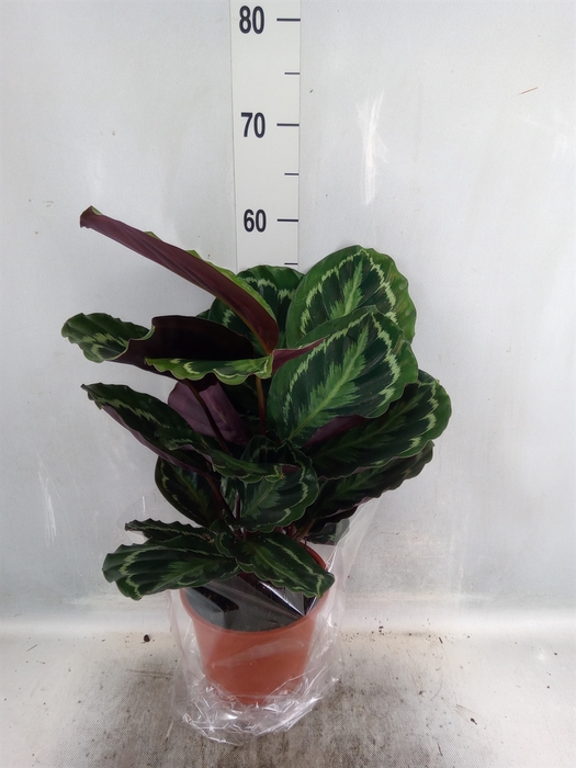 Calathea   ...mix