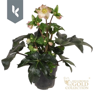 HGC Helleborus Ice N Roses Rosetta