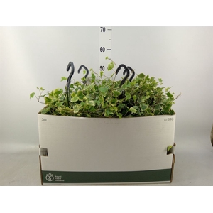 Hedera helix 'White Wonder'