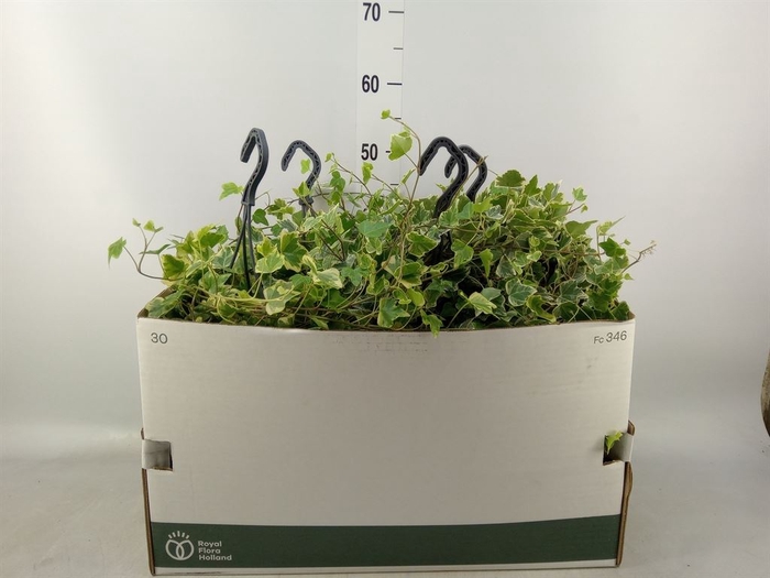 <h4>Hedera helix 'White Wonder'</h4>