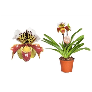 Paphiopedilum p12 USA hybride 2bl