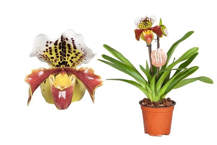<h4>Paphiopedilum p12 USA hybride 2bl</h4>