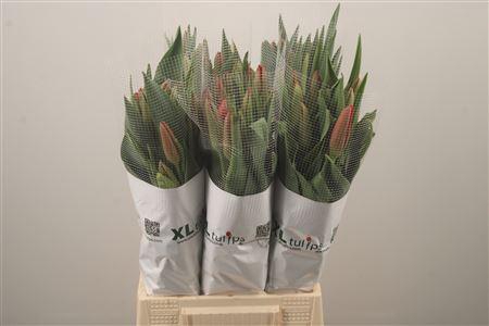 <h4>Tu Fr En Red Proud</h4>