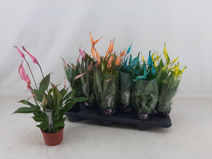 <h4>SPATH CHOPIN</h4>