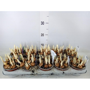 Crocus vernus 'Flower Record'