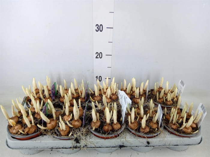 <h4>Crocus vernus 'Flower Record'</h4>