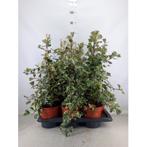 Ficus triangularis 'Sweetheart'