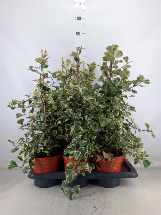 <h4>Ficus triangularis 'Sweetheart'</h4>