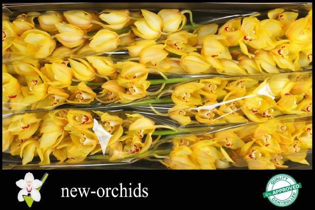 <h4>CYMB T YELLOW KING</h4>