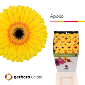 Gerbera Apollo Diamond per kaart
