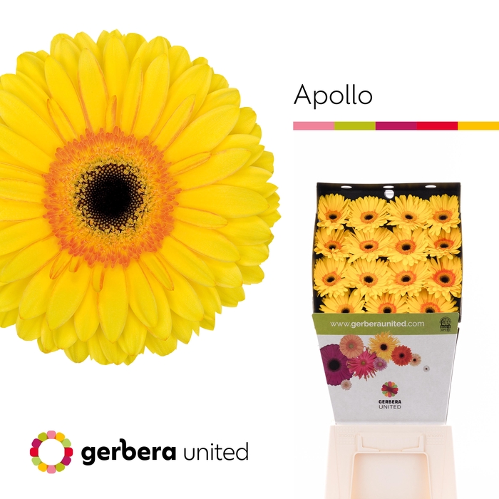 <h4>Gerbera Apollo Diamond</h4>