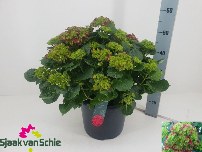 <h4>HYDR M HI ROAD</h4>