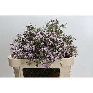 Chamelaucium Dancing Queen