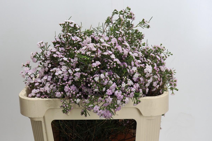 Chamelaucium Dancing Queen