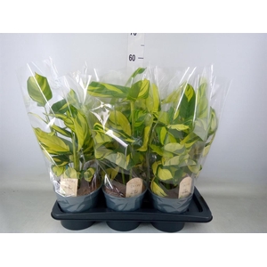 Ctenanthe pilosa 'Mosaic'