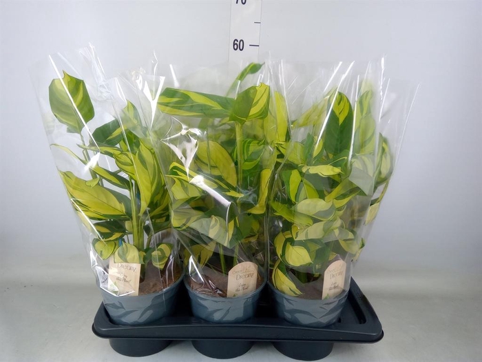 <h4>Ctenanthe pilosa 'Mosaic'</h4>